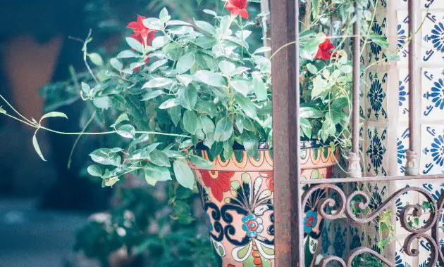 florida landscaping with japanese style pots