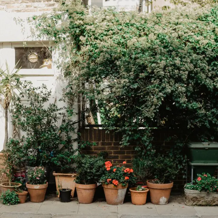 plant decoration in home