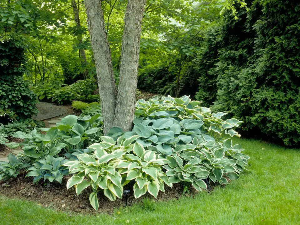 planting under trees