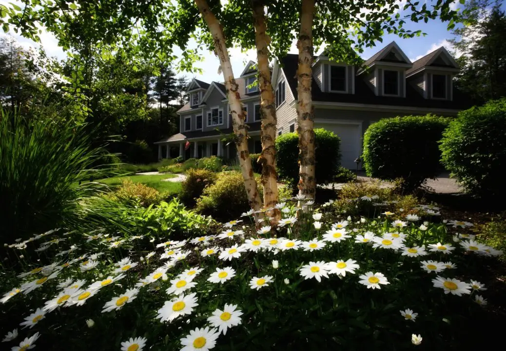 landscaping ideas around trees on hill