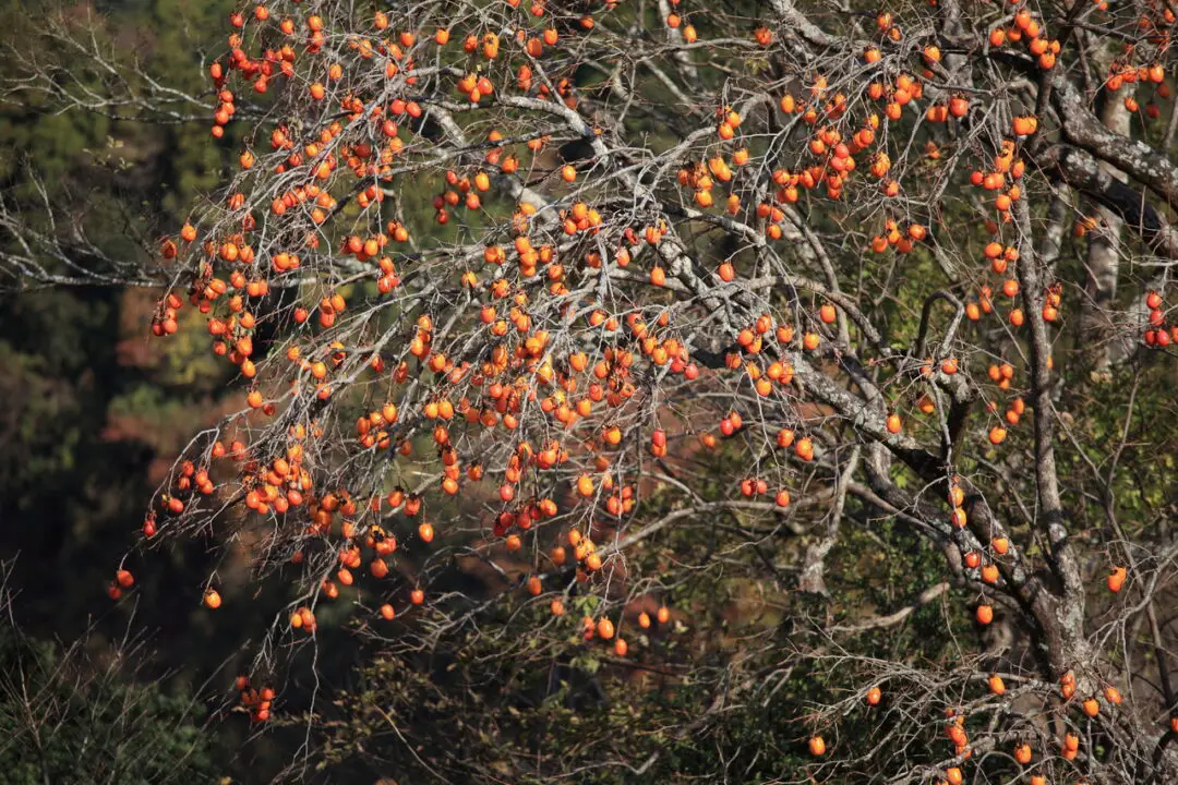 persimmon tree for front yard landscaping ideas