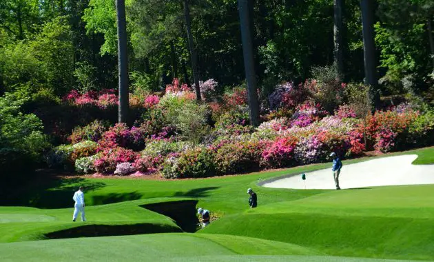 grass structure lawn recreation backyard botany