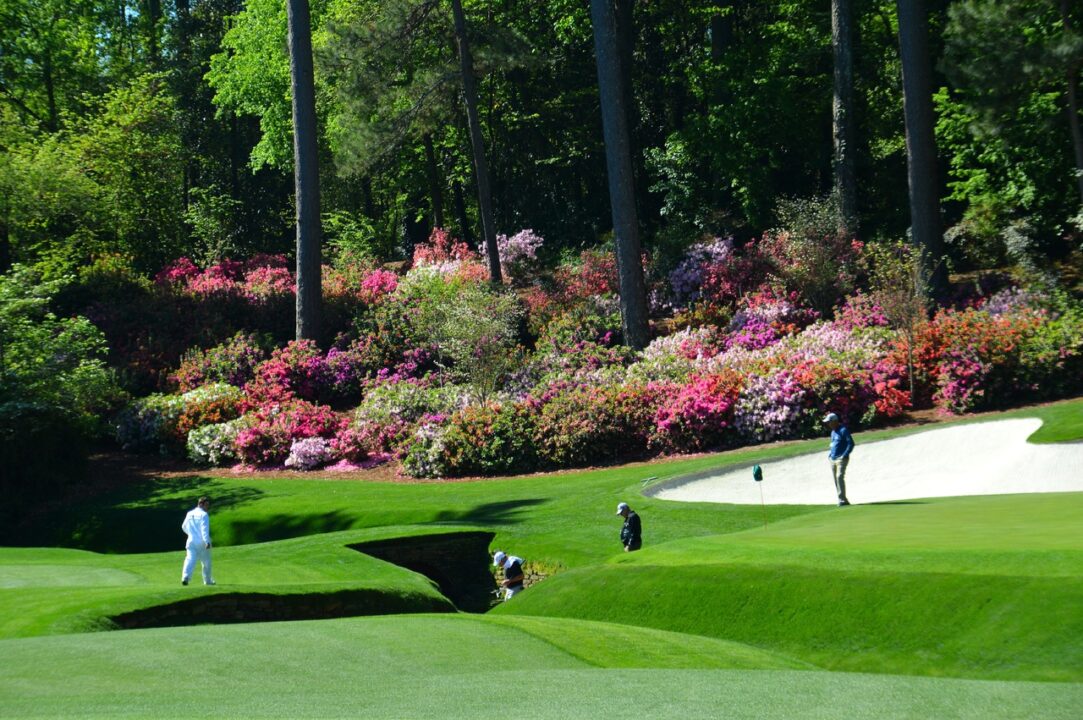 grass structure lawn recreation backyard botany grass structure lawn recreation backyard botany