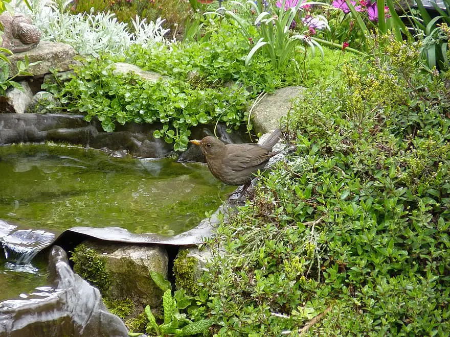 thrush bird songbird garden pool water blackbird rock thrush aves