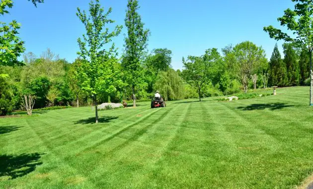 tree grass structure field lawn meadow 1