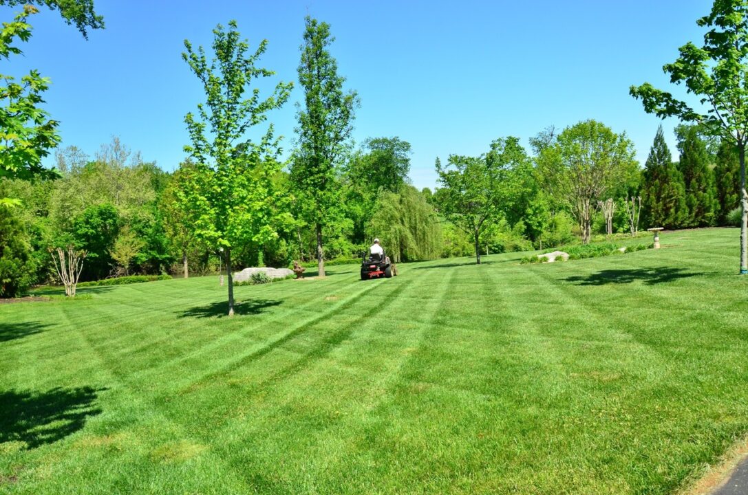 tree grass structure field lawn meadow 1 tree grass structure field lawn meadow 1