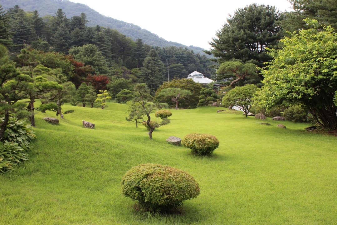 tree grass structure lawn meadow backyard tree grass structure lawn meadow backyard