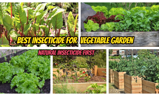 Best Insecticide for Vegetable Garden