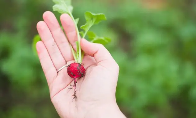 agriculture radish food fresh vegetable garden growth hand harvest little