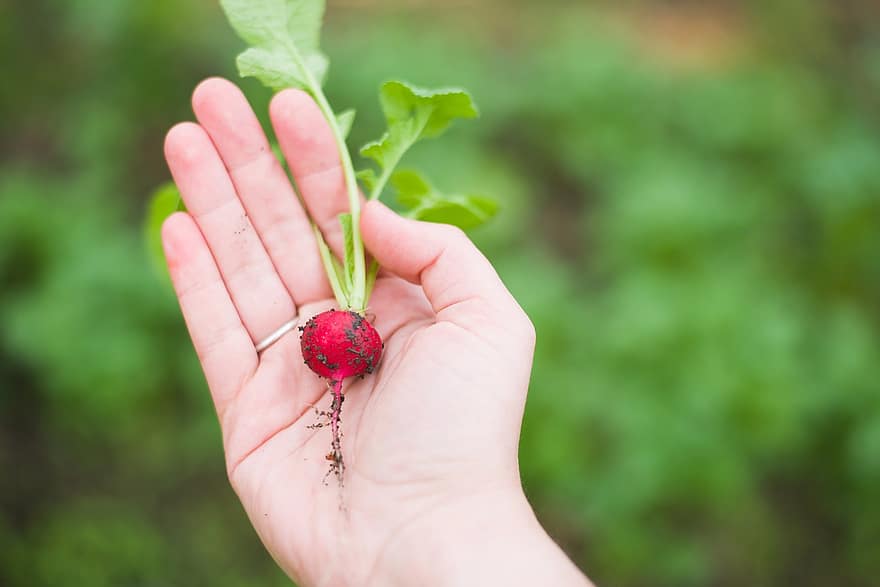 agriculture radish food fresh vegetable garden growth hand harvest little