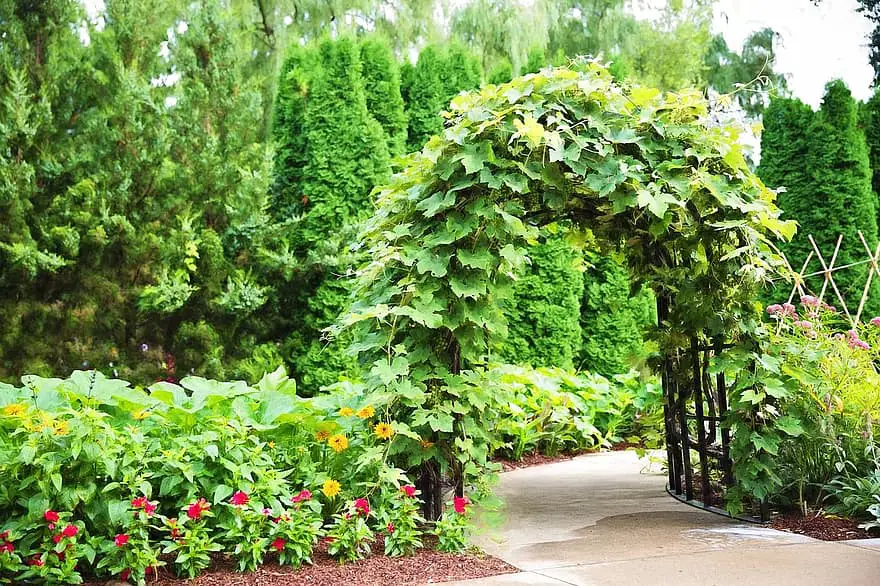 arbor trellis ivy entrance garden green nature park pergola