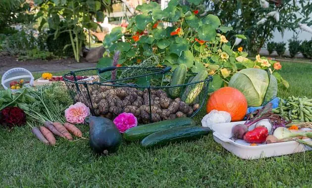 autumn harvest garden vegetables vegetable garden fruit potatoes carrots pumpkin 1