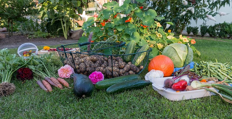 autumn harvest garden vegetables vegetable garden fruit potatoes carrots pumpkin 1 autumn harvest garden vegetables vegetable garden fruit potatoes carrots pumpkin 1