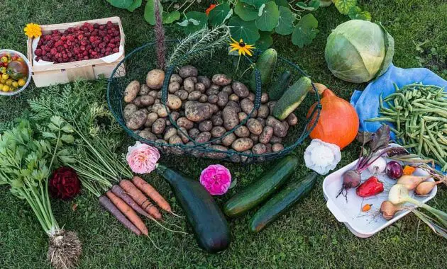 autumn harvest garden vegetables vegetable garden fruit potatoes carrots pumpkin