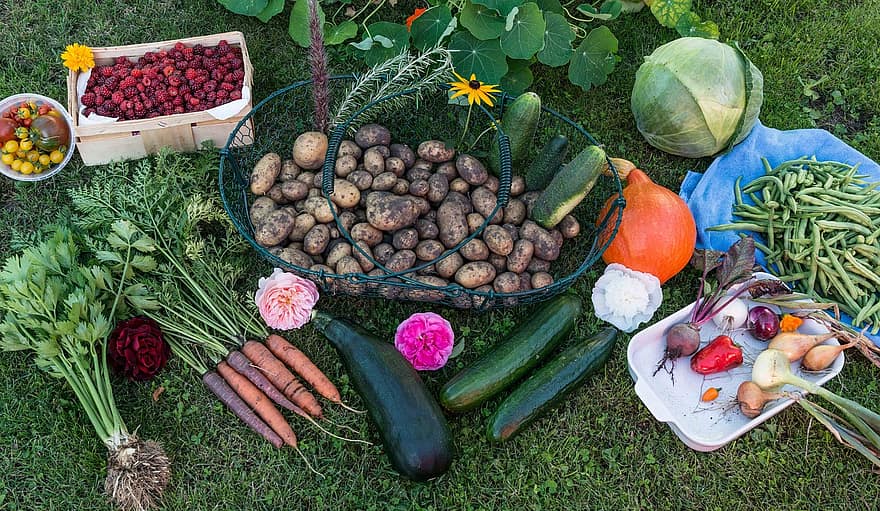 autumn harvest garden vegetables vegetable garden fruit potatoes carrots pumpkin autumn harvest garden vegetables vegetable garden fruit potatoes carrots pumpkin