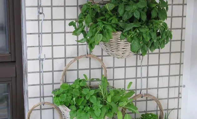 balcony herbs verkikaalipuutarha vertical planting planting baskets wall garden herb basil thyme