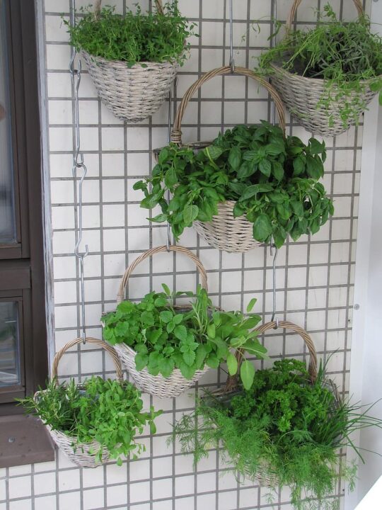 balcony herbs verkikaalipuutarha vertical planting planting baskets wall garden herb basil thyme