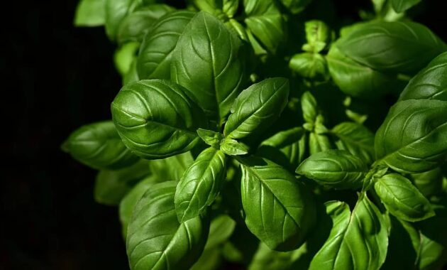 basil herb culinary herbs spice green plant leaves basil leaves medicinal plant