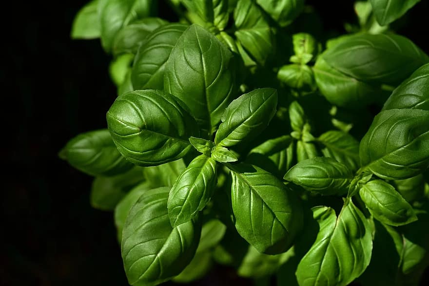 basil herb culinary herbs spice green plant leaves basil leaves medicinal plant basil herb culinary herbs spice green plant leaves basil leaves medicinal plant
