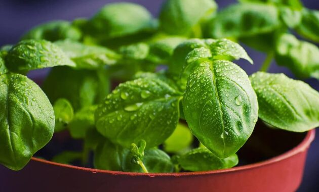 basil herbs food fresh cooking ingredient healthy organic green