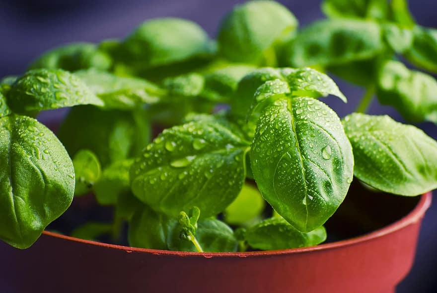 basil herbs food fresh cooking ingredient healthy organic green basil herbs food fresh cooking ingredient healthy organic green