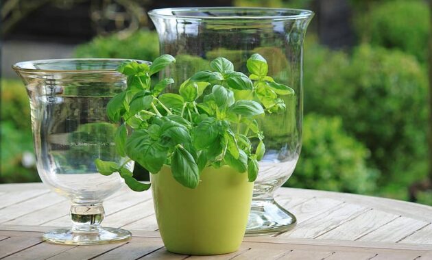 basil herbs green fresh food plant healthy pot herb pot