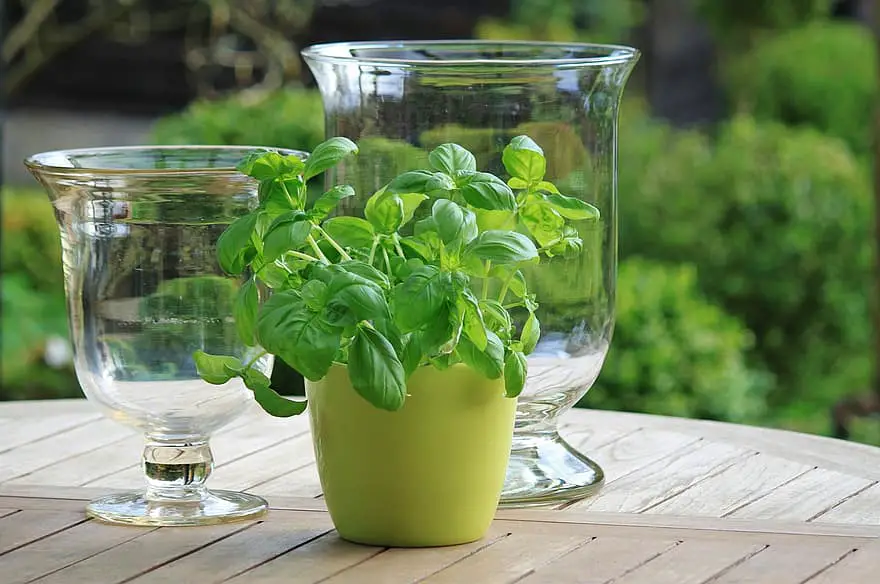 basil herbs green fresh food plant healthy pot herb pot