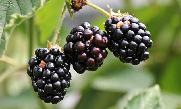 blackberries bramble berries bush nature vitamins fruits fruit healthy
