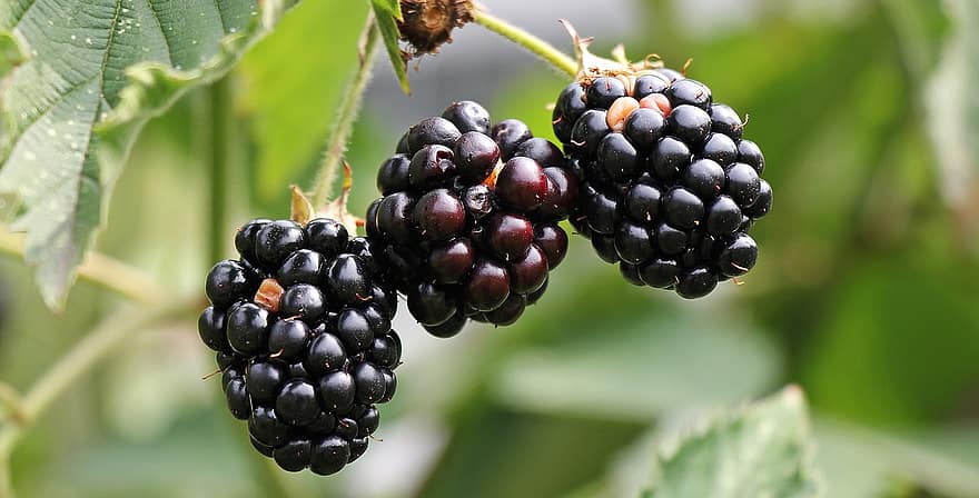 blackberries bramble berries bush nature vitamins fruits fruit healthy blackberries bramble berries bush nature vitamins fruits fruit healthy