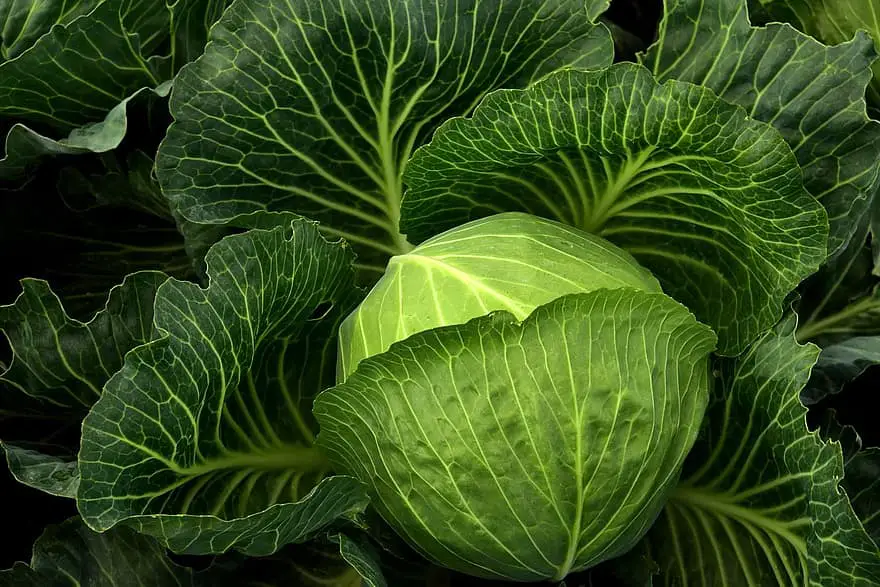 cabbage cultivation vegetables healthy cabbage field green food agriculture leaves