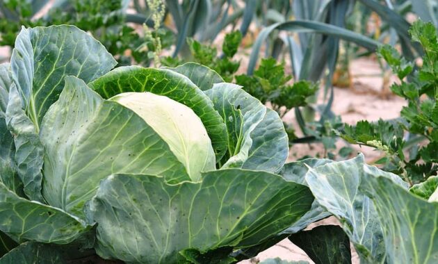 cabbage vegetables a vegetable food agriculture beds grzadka garden the garden