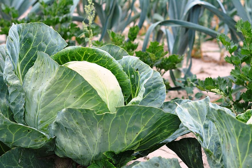 cabbage vegetables a vegetable food agriculture beds grzadka garden the garden cabbage vegetables a vegetable food agriculture beds grzadka garden the garden