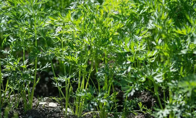 carrots carrot plant garden in the garden nature green vegetable garden close up harvest 1