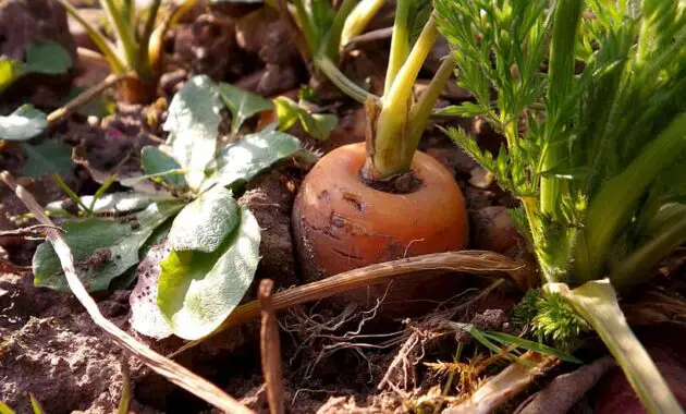 carrots carrot vegetables soup greens nutrition nibble eat plant food