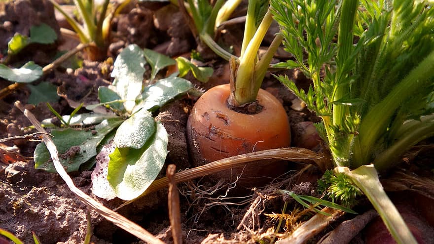 carrots carrot vegetables soup greens nutrition nibble eat plant food carrots carrot vegetables soup greens nutrition nibble eat plant food