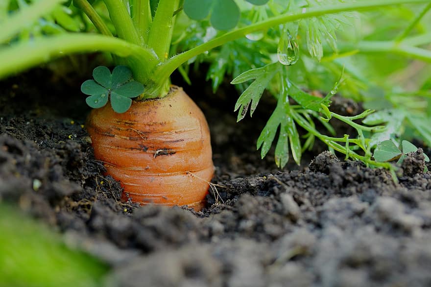 carrots vegetables healthy cultivation garden vitamins foodstuffs carrots vegetables healthy cultivation garden vitamins foodstuffs