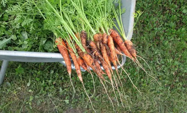 carrots vegetables plants home garden self grown organic