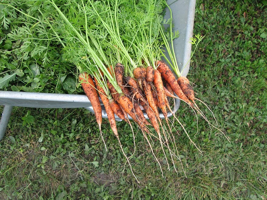carrots vegetables plants home garden self grown organic carrots vegetables plants home garden self grown organic