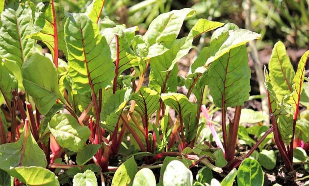 chard mini small vegetables nature close up eat nutrition benefit from