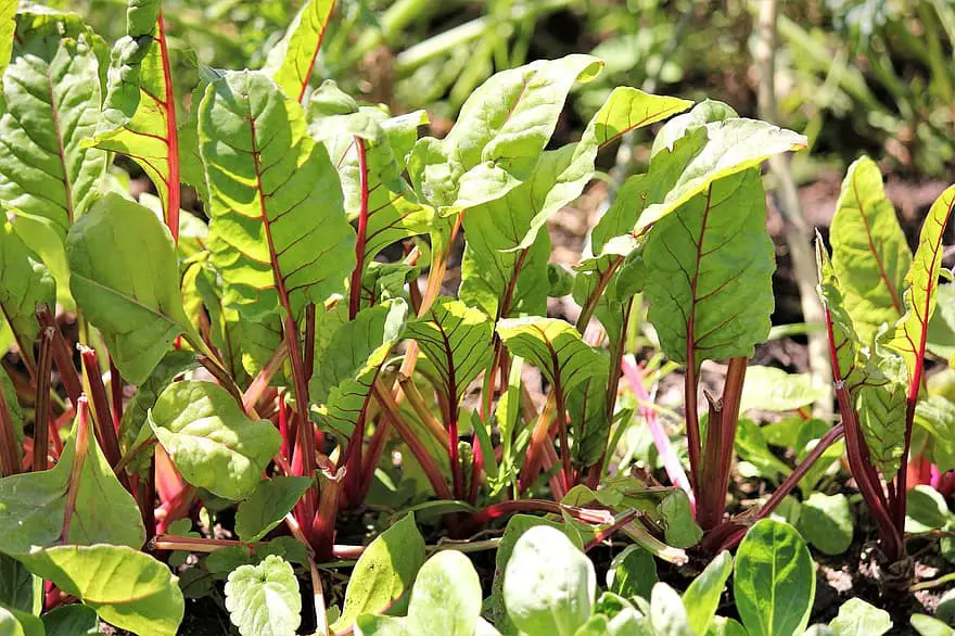 chard mini small vegetables nature close up eat nutrition benefit from