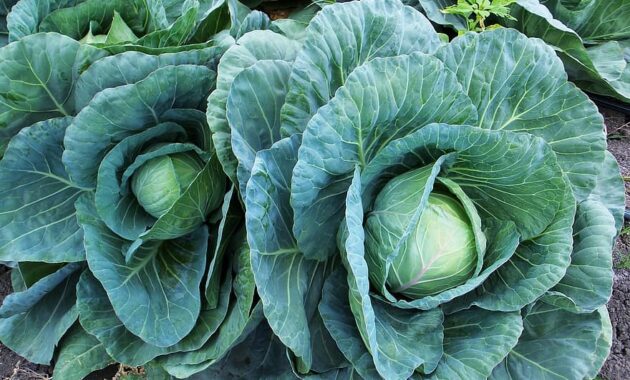 col cabbage cabbages leaves green agriculture nature vegetables power