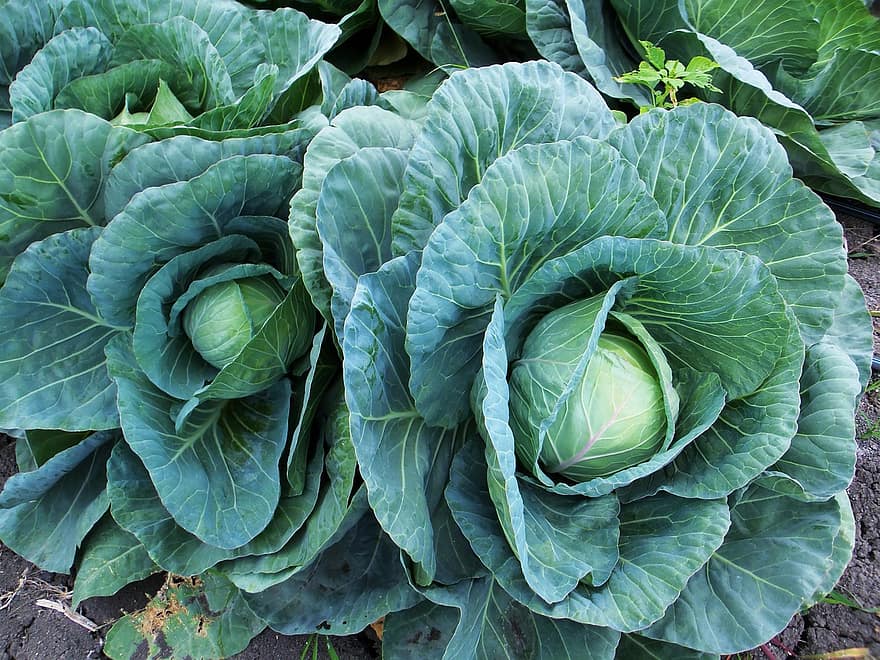 col cabbage cabbages leaves green agriculture nature vegetables power col cabbage cabbages leaves green agriculture nature vegetables power