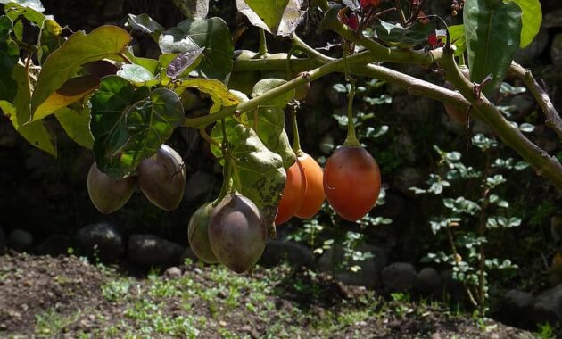 ecuador cuenca south america andes latin america fruit plant tree tomato