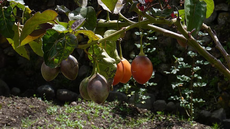 ecuador cuenca south america andes latin america fruit plant tree tomato ecuador cuenca south america andes latin america fruit plant tree tomato