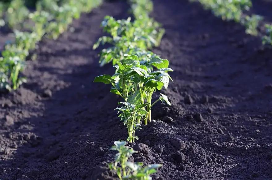 field potato harvest landing agriculture plant green summer vegetable garden