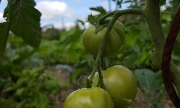 fruit leaf food nature tree no person plant tomato