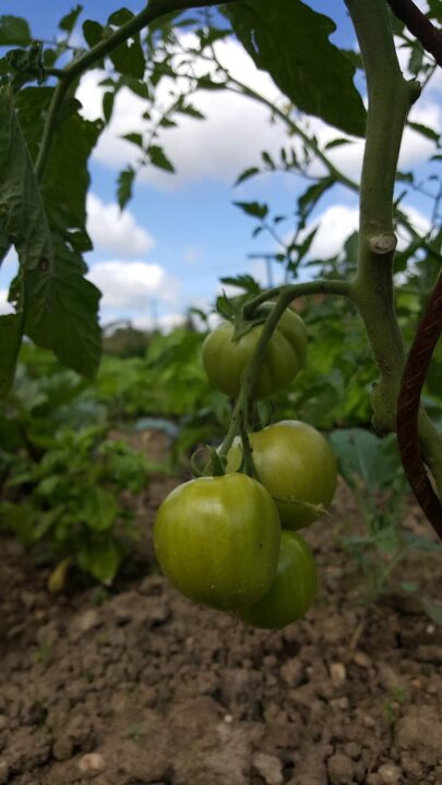 fruit leaf food nature tree no person plant tomato fruit leaf food nature tree no person plant tomato