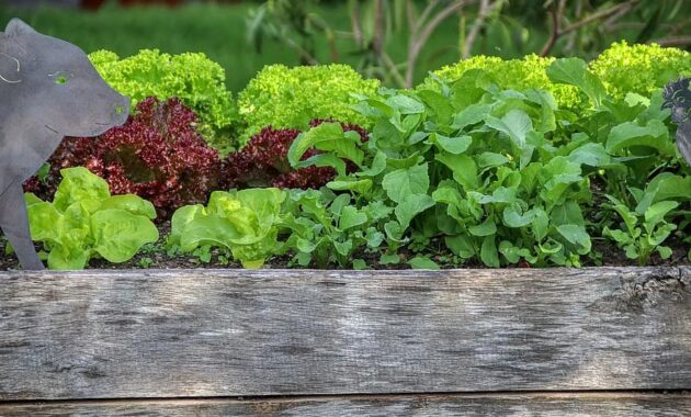 garden salad raised bed nutrition vegetables eat bio gardening food