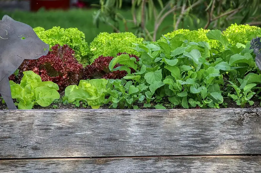 garden salad raised bed nutrition vegetables eat bio gardening food