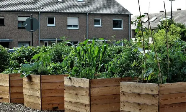 garden vegetables cultivation raised bed bed food fresh nutrition harvest